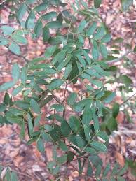 Image result for Philenoptera