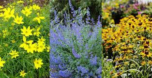 We did not find results for: Six Long Blooming Perennials English Gardens