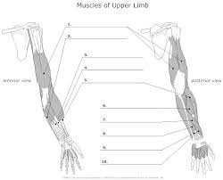 upper body diagram unlabeled wiring diagram post cunninghams