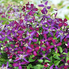 Image result for Clematis dolichopoda