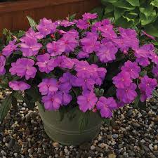 Image result for Impatiens cecilii