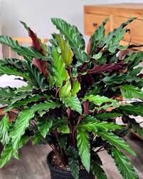 Image result for calathea