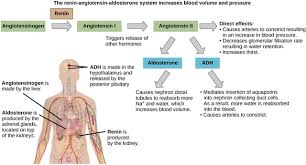 Image result for Hyperaldosteronism
