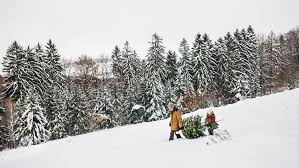 We did not find results for: Colorado Christmas Tree Permits How To Cut Down Your Own Tree 9news Com