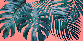 Download this free vector about summer tropical leaf background with exotic palm leaves. Summer Tropical Leaves On Coral Color Background Photograph By Natee Srisuk