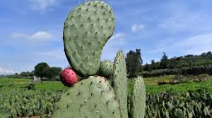 Let's just say you've hit a cactus with your wrist or your arm, and you reach down with your there are a few cactuses that are actually soft enough to pet (if you do it the right way). Prickly Pear Cactus Energy Source Of The Future Cgtn