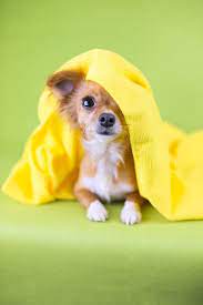 Dogs Dogsfunnychihuahua Cute Animals Scary Dogs Chihuahua Dogs