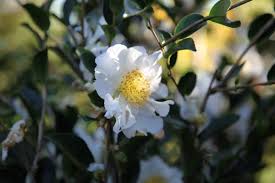 Camellia Sasanqua Setsugekka Wholesale Plant Nursery Melbourne