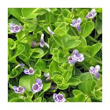 Image result for Lindernia monroi