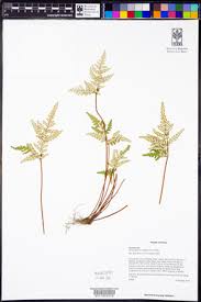 Image result for Aleuritopteris welwitschii