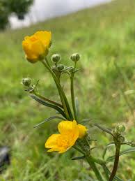 Image result for Ranunculus raeae