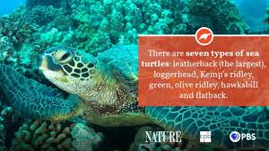 These migratory reptiles help to maintain a healthy coral reef ecosystem. Sea Turtle Fact Sheet Blog Nature Pbs