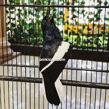 Burung logo burung enggang gambar png. Download Gambar Editan Kacer Panglima Sumatera Untuk Brosur Kaos Atau Dp Bbm Om Kicau