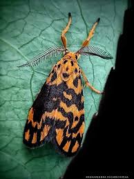 Image result for Alafia orientalis