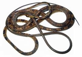 Image result for Imantodes chocoensis