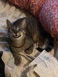 Morgan Rae Lovely (@morganraecwc)  Posts  X