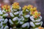 Image result for Crassula morrumbalensis