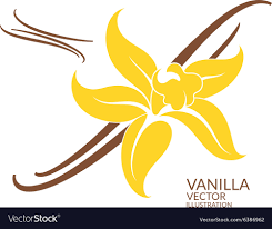 Vanilla Royalty Free Vector Image - VectorStock