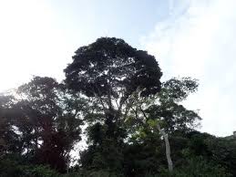 Image result for Tessmannia burttii