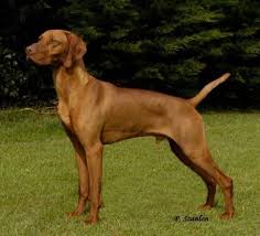 Newest oldest price ascending price descending relevance. Vizsla History Registry Vizsla Record Holders Top Winning Vizslas A Tribute To Vizslas Making History Vizsla Registry Jayney S Creative Works Jcw