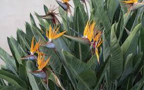 Bird Of Paradise Plant Leaves Curling And Turning Brown Bird Of Paradise Strelitzia Care And Indoor Plant Growing Guide