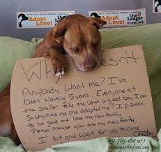 Pin On Adoptable Animals