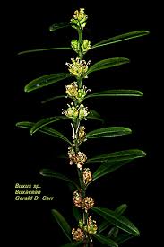 Image result for Buxaceae