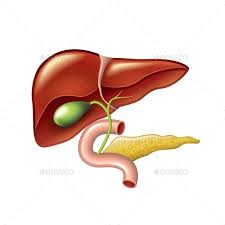 Human Liver Duodenum And Pancreas Liver And Gallbladder Cleanse Gallbladder Cleanse Gallbladder