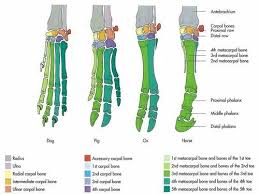 Here is a horse skeleton with the bones of its front leg colored in a specific way. Dog Pig Ox Horse Foot Bones Comparative Anatomy Diagram