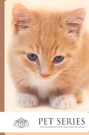 Beige, small, fluffy cute kitten on a ball of soft threads. One Hundred And Fifty Page Lined Cat Journal Cute Light Brown Kitten Cat Journal 150 Page Lined Notebook With Individually Numbered Pages And Glossy Color Cover Classical Modern Design Scribble 2