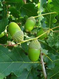 Oaks even shorten with age in order to extend their lifespan. English Oak Quercus Robur English Oak Tree Hedge Trees Oak Tree