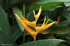 Check spelling or type a new query. Orange False Bird Of Paradise Heliconia