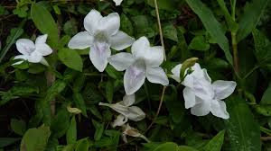 Image result for Asystasia guttata