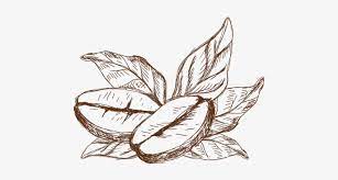 Maybe you would like to learn more about one of these? Coffee Coffee Plant Drawing Png Transparent Png 500x500 Free Download On Nicepng