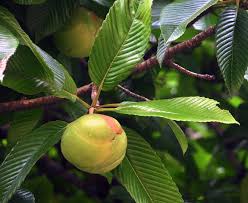 (i) fruit fly <br> (ii) elephant. Elephant Apple Tree H Is For Happiness