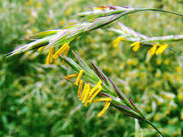 Image result for Bromus