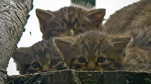 I haven't done any anime animals lately so here is one that was suggested by a member. Bbc Blogs Springwatch How Conservation Breeding Holds The Key To Saving Wildcats