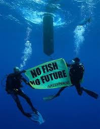 No Fish No Future Species Of Sharks Back To Reality Sea Life