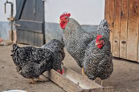 Chickens are exposed to many more risks when they have to fend for themselves. How Much Do Chickens Cost Backyard Poultry