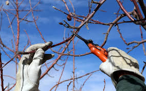 The buds on your tree will burst open, making way for leaves, blossoms, baby fruit, and new shoots to emerge. The Basics Of Fruit Tree Pruning 505 Outside