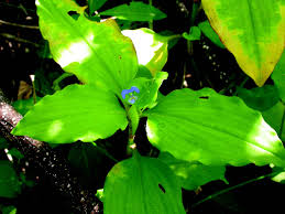 Image result for Commelina benghalensis