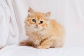 Purebred, hypoallergenic siberian kittens from distinguished lines. Siberian Cat Breed Information And Advice Your Cat