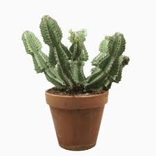 Image result for Euphorbia cooperi