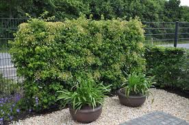 10 best umbrellas of june 2021. Phellodendron Amurense Mustergarten Bauwelt In Sevetal International Tree Broker