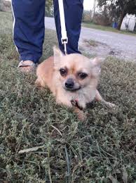The successor of furch 40 you can find under designation furch blue cm. Goldie Schuchternes Chihuahuamadchen 6 Jahre 20 Cm Vermittelt Pfotenretter Ungarn
