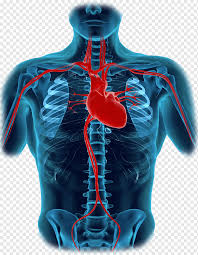 In this lesson, we will learn the human body vocabulary in english with esl pictures to help you expand your vocabulary. Human Body Heart Diagram Organ Anatomy Human Body Parts Tshirt Human Electric Blue Png Pngwing