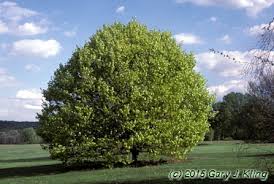 Image result for Fagus sylvatica Cockleshell