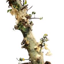 Image result for Commiphora caerulea