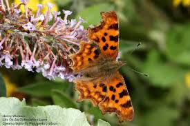 Image result for Polygonia c-album