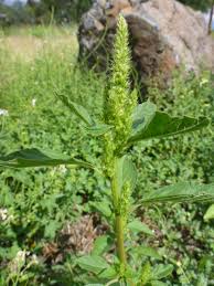 Image result for Amaranthus